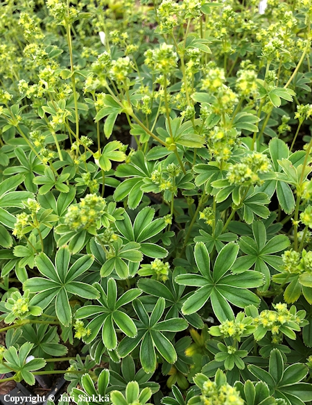  Alchemilla alpina, tunturipoimulehti 